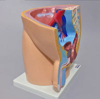 Modelo masculino sección sagital pelvis genital masculina organos sexuales masculinos