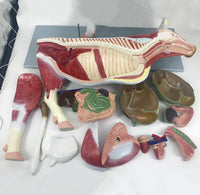 Modelo de Vaca para MVZ Desmontable