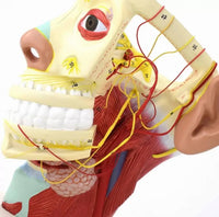 Modelo de Rostro 3D cabeza de alta definicion