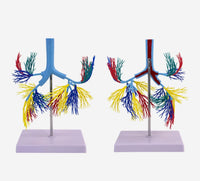 Modelo de Arbol Bronquial bronquios