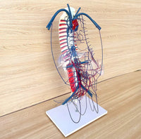 Modelo de Circulacion vena porta