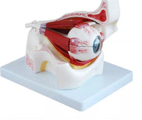 Anatomia de ojo humano en 10 piezas