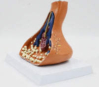 Modelo Aumento Sinapsis de Terminaciones Nerviosas