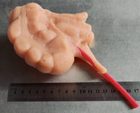 Simulación sutura realista cirugia de organos laparoscopia Kit