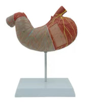 Modelo de estomago sano pared gastrica