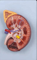 Modelo de Riñón maxizado con Glándula renal rinon