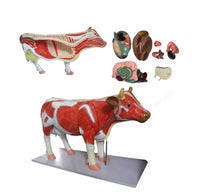 Modelo de Vaca para MVZ Desmontable