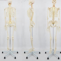 esqueleto tamano real