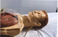 Simulador lavado gastrico medio cuerpo transparente