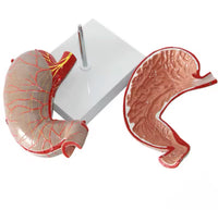 Modelo de estomago sano pared gastrica