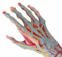 Modelo Anatómico De Mano Con Músculos, Nervios