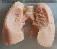 Simulación sutura realista cirugia de organos laparoscopia Kit