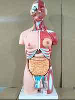 Torso Muscular humano 85 CM