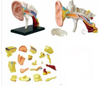 Modelo anatómico oído 4D