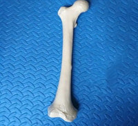Anatomia de huesos femur tibia perone hueso