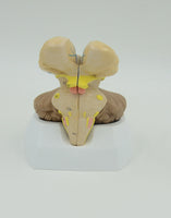 Modelo anatomico Cerebelo tronco encefalico cerebro