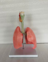 Modelo Pulmon - Alta Simulacion