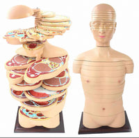 Torso humano seccionado horizontal desmontable masculino o femenino sagital 24 Capas