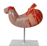 Modelo de estomago sano pared gastrica