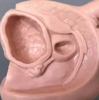 Modelo de cateterismo para anatomía masculina