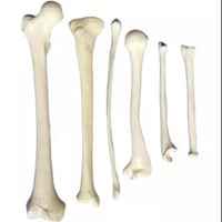 Anatomia de huesos femur tibia perone hueso