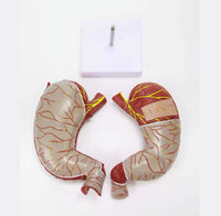 Modelo de estomago sano pared gastrica