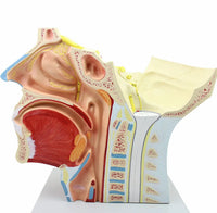 Modelo de Rostro 3D cabeza de alta definicion