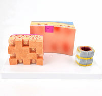 Modelo de Pared traquea laríngea