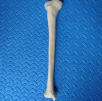 Anatomia de huesos femur tibia perone hueso