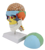Modelo Craneo con cerebro