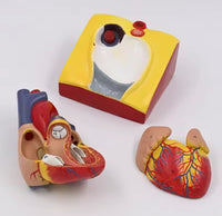 Modelo de corazón humano desmontable - tamaño real