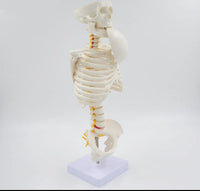 Esqueleto humano modelo 1/2 en base