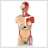 Torso Muscular humano 85 CM