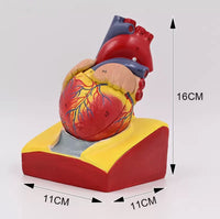 Modelo de corazón humano desmontable - tamaño real