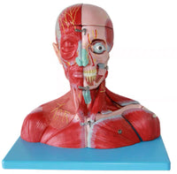 Modelo Anatómico de Cabeza y Cuello con Vasos, Nervios y Cerebro Alta Definicion