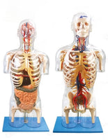 Torso transparente detallado 3D - alta simulación