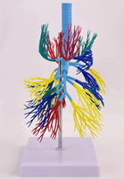 Modelo de Arbol Bronquial bronquios