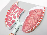 Sistema Respiratorio Pulmones con Aveolos