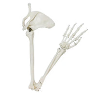 Modelo anatómico de pierna o brazo esqueleto extremidad inferior pie o mano superior tamaño real