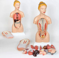 Modelo anatomico de Torso femenino 45cm (desmontable en 16 pzas) - modelos anatómicos