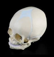 Craneo de bebe fetal feto