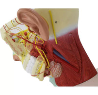 Modelo de Rostro 3D cabeza de alta definicion