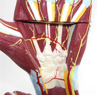 Modelo Anatomico Mano Musculo Vaso sanguineo 7 Piezas
