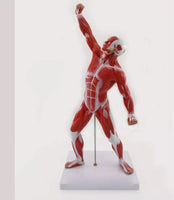 Anatomia de sistema muscular humana