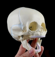 Craneo de bebe fetal feto