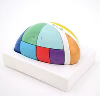 Modelo talamo del cerebro Desmontable seccionado en Colores
