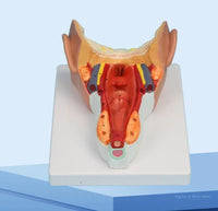 Modelo Faringeo muestra faringe y garganta cabeza
