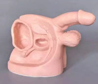 Modelo de cateterismo para anatomía masculina