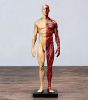 Modelo anatomico de cuerpo humano 30cm - muscular