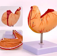 Modelo de estomago sano pared gastrica